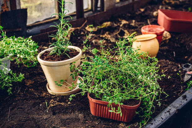 Fresh Herbs in Pots in Garden Freshly Replanted Thyme from Bed to Pot in Greenhouse rosemary seedlings stock pictures, royalty-free photos & images