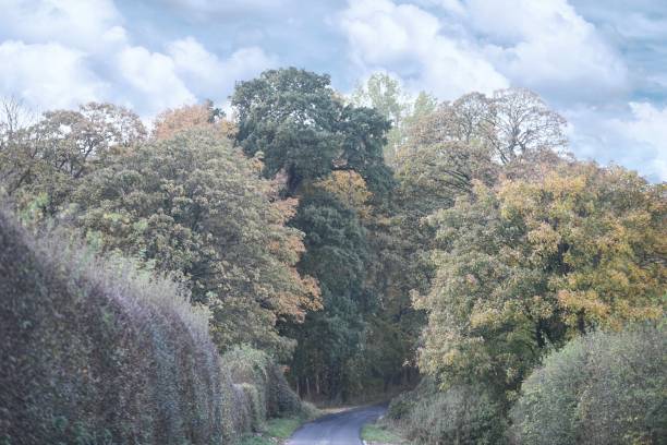 istock Treescape in North Yorkshire England 1282180187