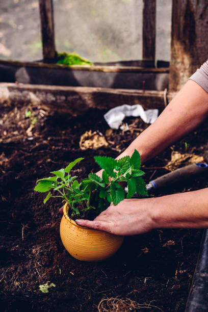 istock Replanting Lemon Balm 1282180292