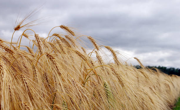 orzo invernale in una mattina d'estate sul campo - oat farm grass barley foto e immagini stock