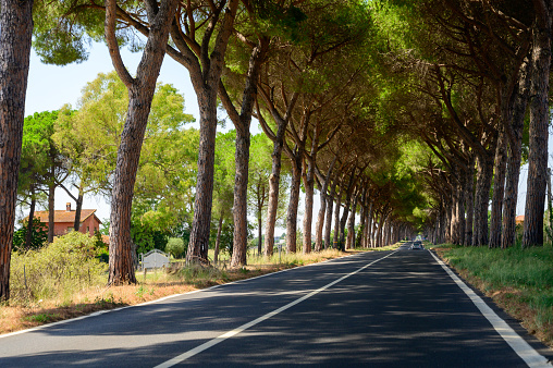 Driving on ancient Appian way, connected Rome to Brindisi in Italy with high green mediterranean pine trees