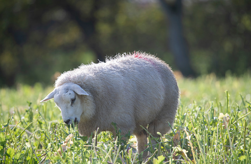 fat white sheep with thick fur on the farm