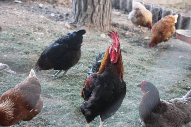 istock Cock and hens on the yard. Selective focus 1282183332