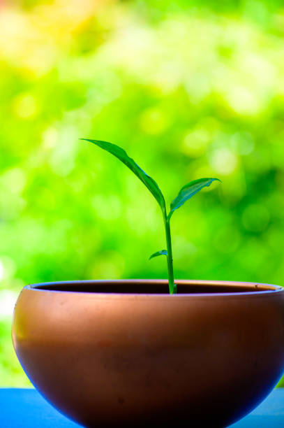 istock Young green ginger plant growing in pot on green background 1282183490