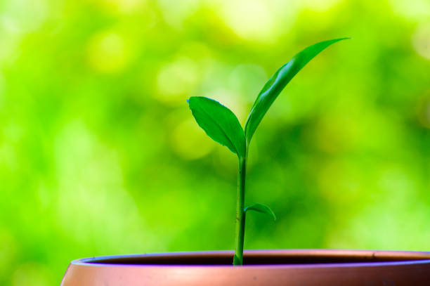 Young green ginger plant growing in pot on green nature background