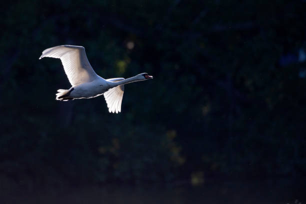 istock A mute swan (Cygnus olor) in flight 1282183507