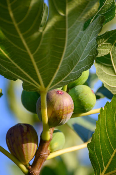 istock Sweet fig fruits ripening on big tree in summer 1282183521