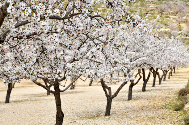 istock Field of almond blossoms 1282184630