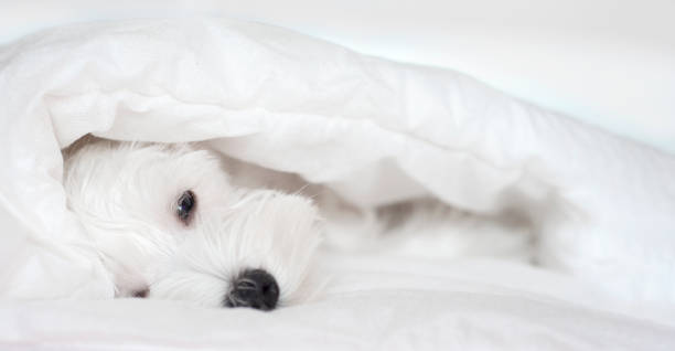 Sleeping white puppy under white blanket, sleeping Schnauzer