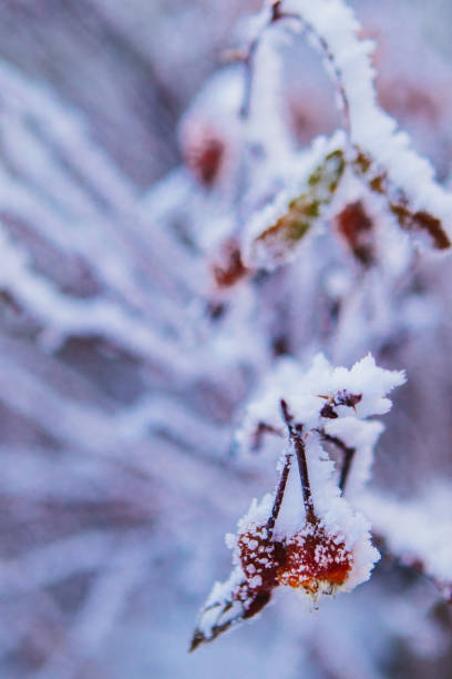istock Eglantine covered by snow. City landscape 1282186365