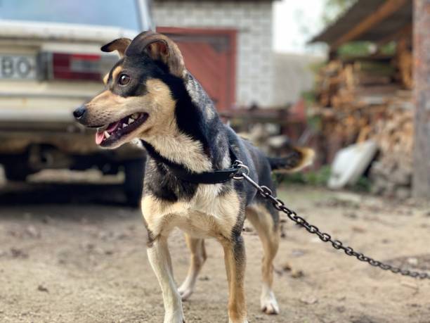 istock beautiful funny dog with blurred background 1282188674
