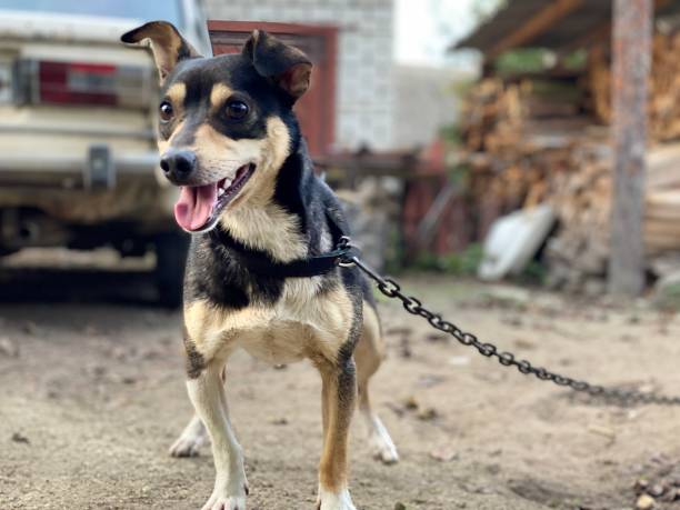 istock beautiful funny dog with blurred background 1282188687