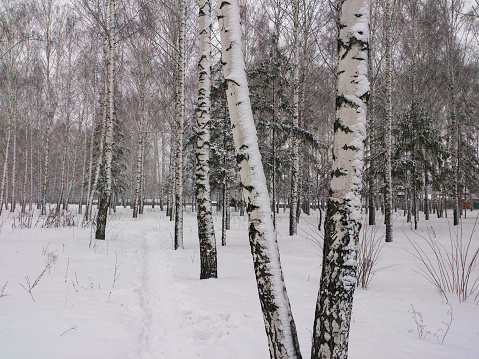 Birch tree at sunny day. Winter forest. Snow on branches of trees. Nature background. Cold weather. Climate.