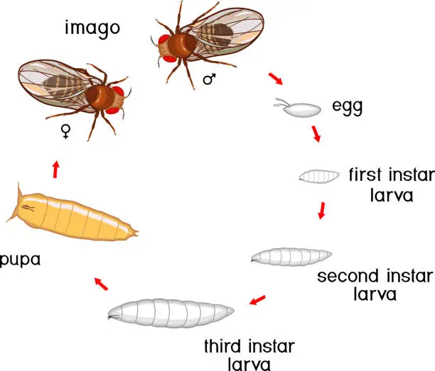Vector illustration of Life cycle of fruit fly (Drosophila melanogaster). Sequence of stages of development of fruit fly (Drosophila) from egg to adult insect isolated on white background