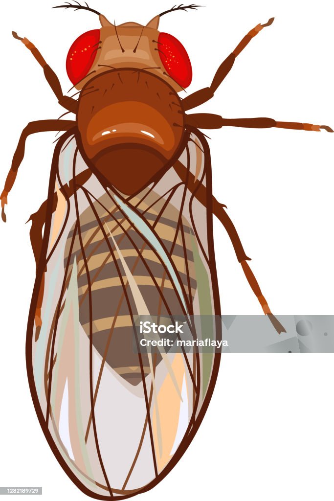 Female fruit fly (Drosophila melanogaster) isolated on white background Fruitfly stock vector