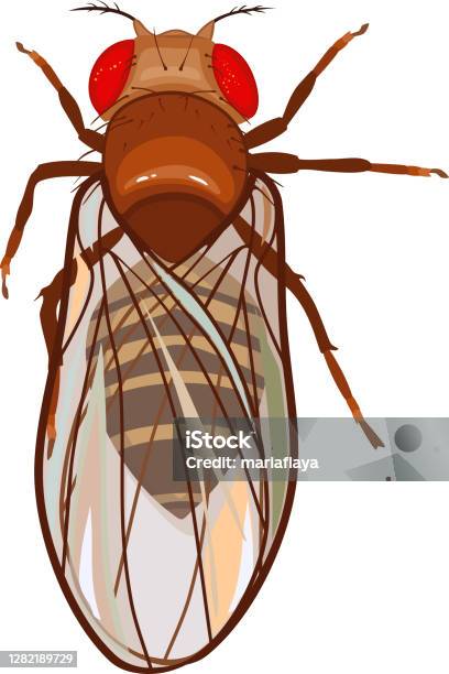Female Fruit Fly Isolated On White Background Stock Illustration - Download Image Now
