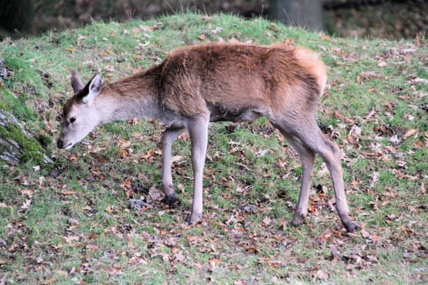 istock A view of a Red Deer 1282189816