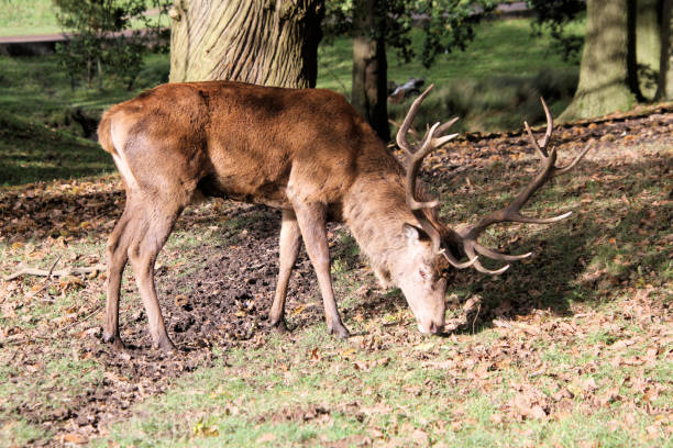 istock A view of a Red Deer 1282189975