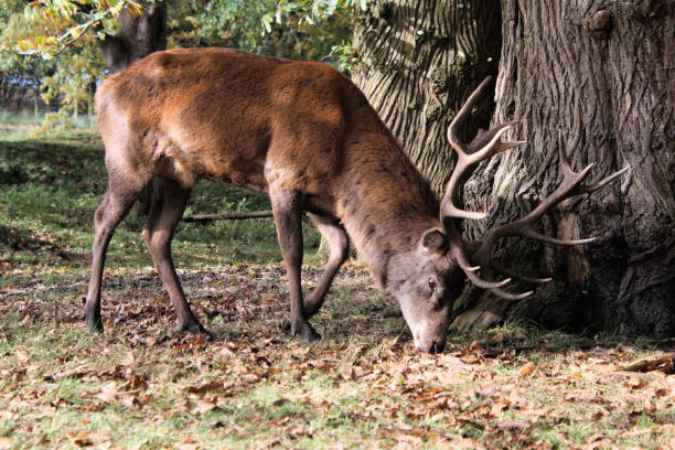 istock A view of a Red Deer 1282189993