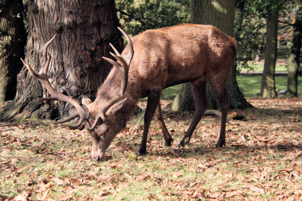 istock A view of a Red Deer 1282190026