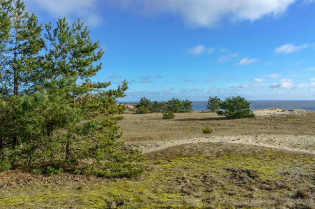 istock high dunes and pine forest, sand dune and sea, Curonian spit nature reserve 1282190083