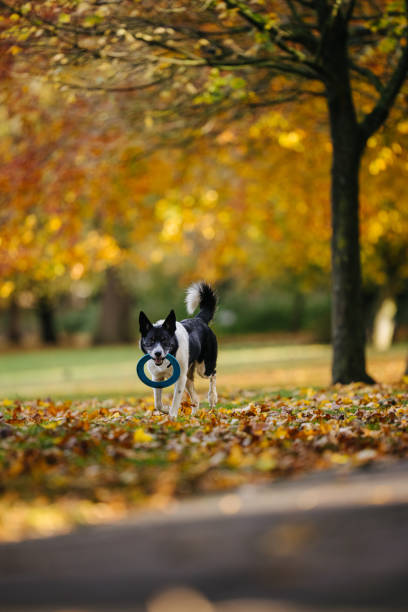istock Yellow Leaves in Autumn 1282190753