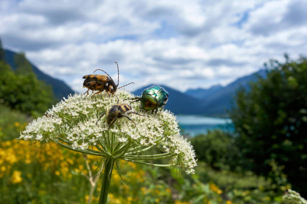 Plants with insects lake Weissensee Austria