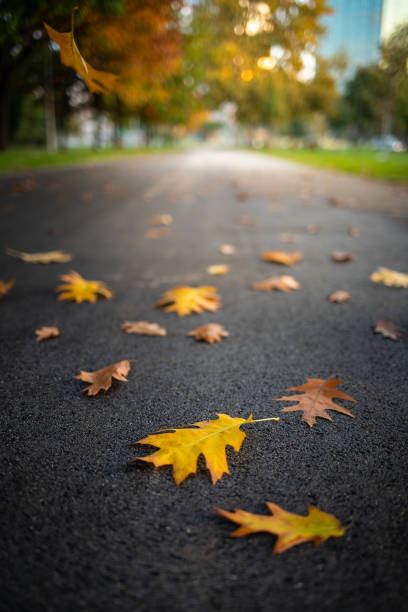 istock Autumn Leaves Lying On The Ground 1282191862