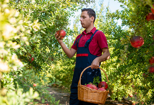 young farmer checks ripe pomegranates.