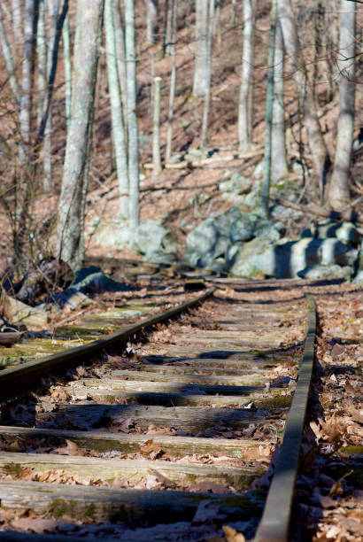 istock Abandoned Railroad Tracks in the Forest 1282191939
