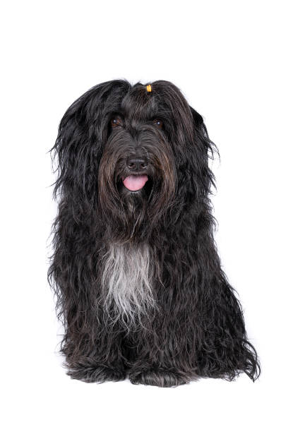 istock Schapendoes or Dutch Sheepdog isolated on a white background 1282192342