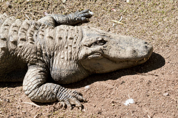 istock this is a close up of an alligator 1282193515