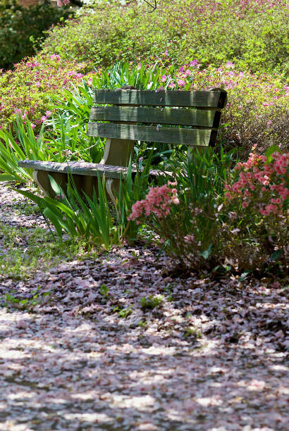 istock Wooden Bench in a Garden, Spring 1282194766
