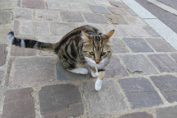 istock Cat on the street 1282195429