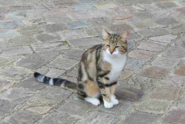 istock Cat on the street 1282195434