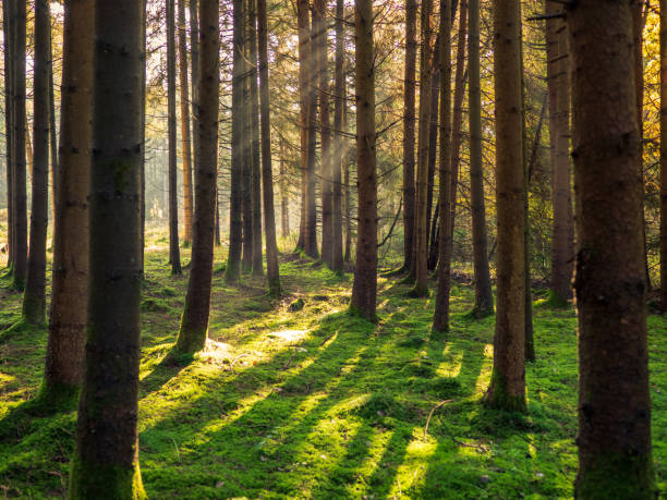 istock Sunrise in forest in autumn 1282196487