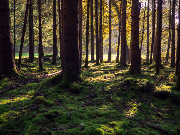 istock Sunrise in forest in autumn 1282196540
