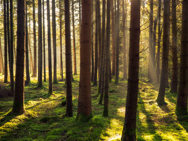 istock Sunrise in forest in autumn 1282196599