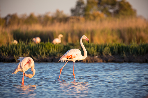 pink flamingo and little flamingo isolated against white background