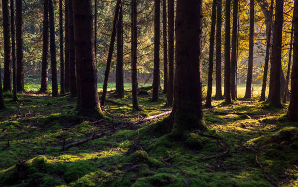 istock Sunrise in forest in autumn 1282196765