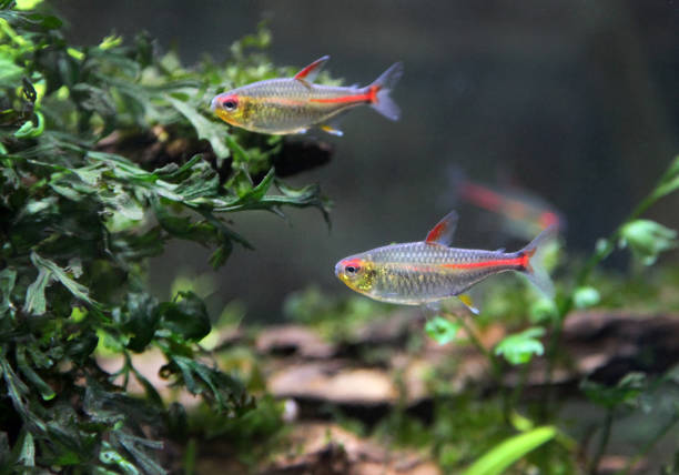 istock two fish in an aquarium 1282198168