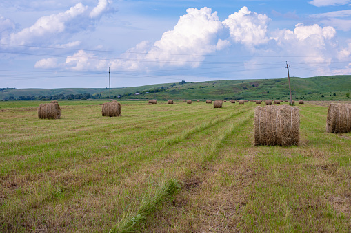 Natural rural landscape with a field, rolls of hay, cumulus clouds in the sky. Rural life