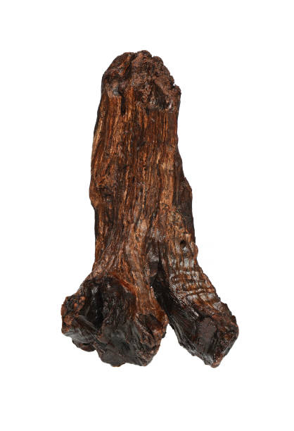 istock Natural driftwood from mangrove wood 1282199237
