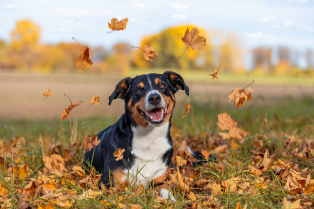 istock Dog with autumn colors 1282199373