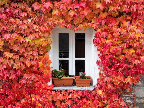 istock Red ivy on a facade of a building 1282201820