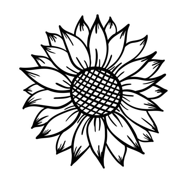 Sunflower print vector illustration for chirt vector art illustration