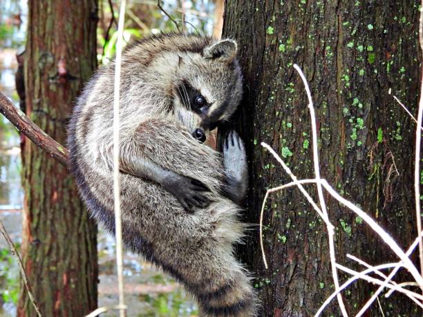 istock Raccoon (Procyon lotor) on the side of a tree cleaning itself 1282202674