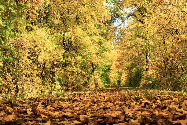 istock Footpath with colorful autumn leaves. 1282203073