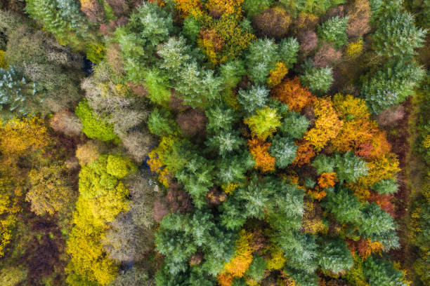 istock Looking directly down on pine and deciduous trees as they change to their autumn colours 1282204150