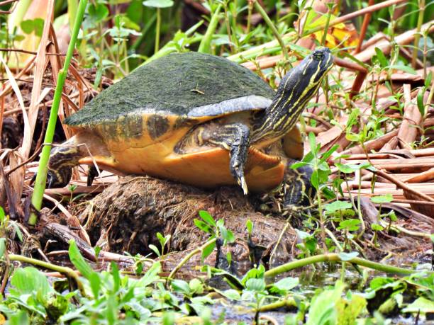 istock Florida Red-bellied Cooter (Pseudemys rubriventris) resting in the sun 1282204191